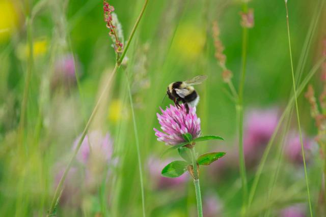 Bumblebee in wildflower meadow at Hill Top Farm