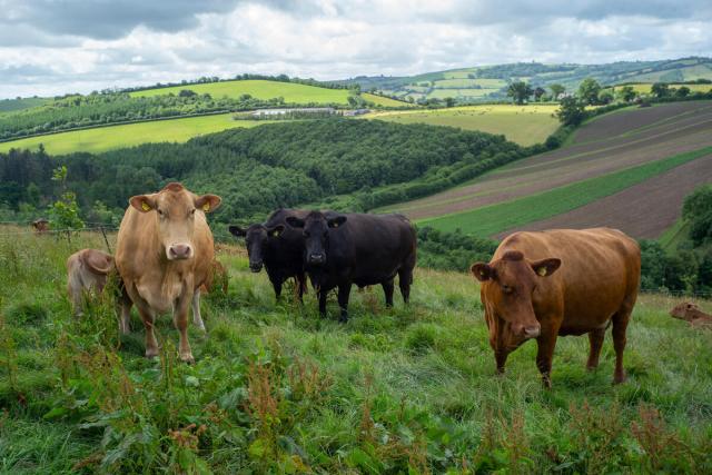 Cattle at farm in Devon