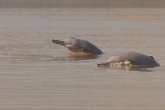 Two Indus River Dolphin, Sukkur Barrage, Pakistan