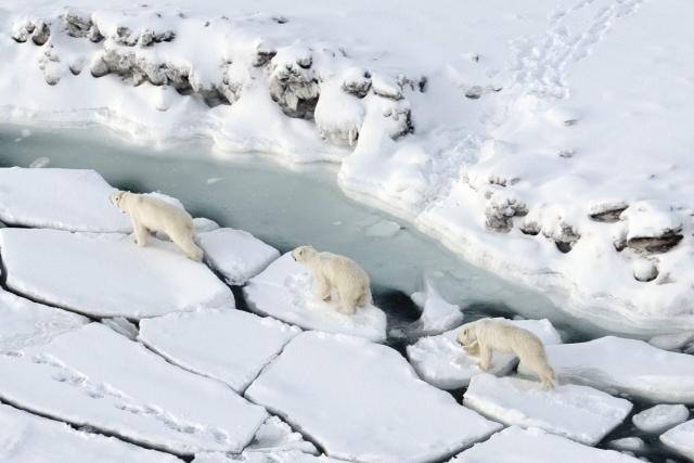 Polar bears son cracked ice
