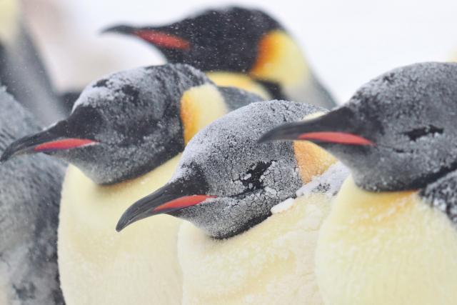 emperor penguins