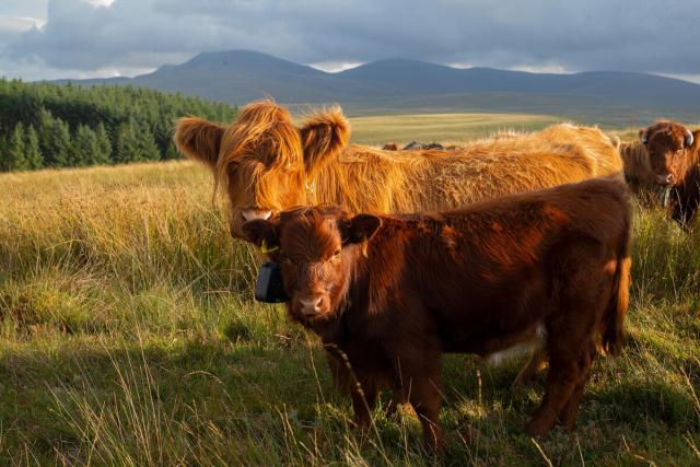 Regenerative farmer Hywel Morgan with his highland cattle 