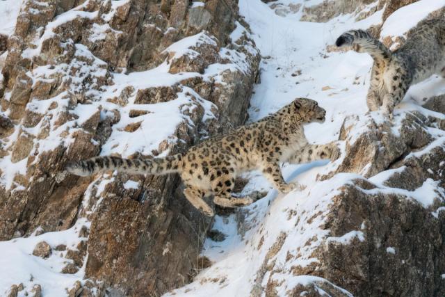 Snow Leopard pair on snow covered rocky slope Mongolia