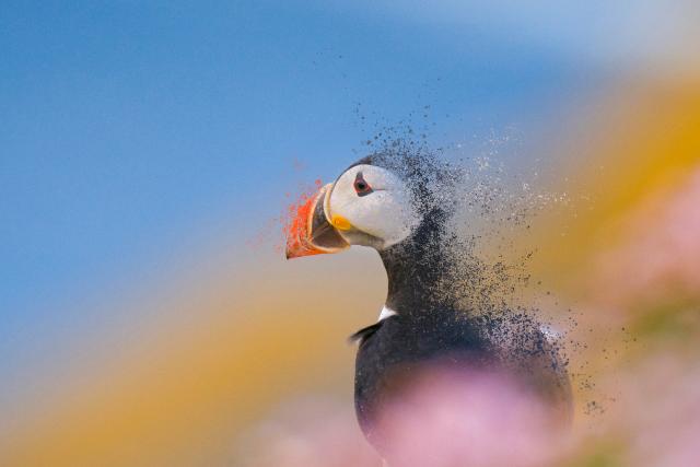 An adult Atlantic puffin (Fratercula arctica) fading among the rich coastal colours of purple thrift and yellow lichens, Shetland Islands, Scotland, UK