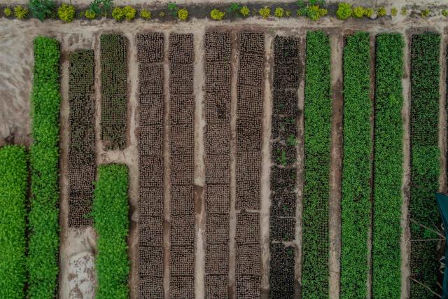A tree seedling nursery near Vikindu forest, Tanzania.