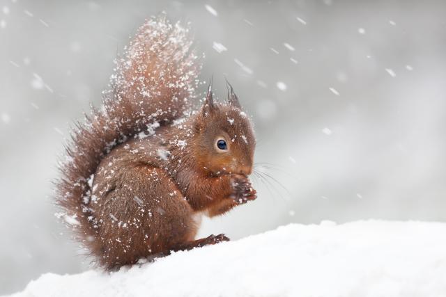 winter squirrel