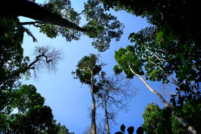Image looking up at blue skies through the canopy the rainforest in Acre, Brasil. 