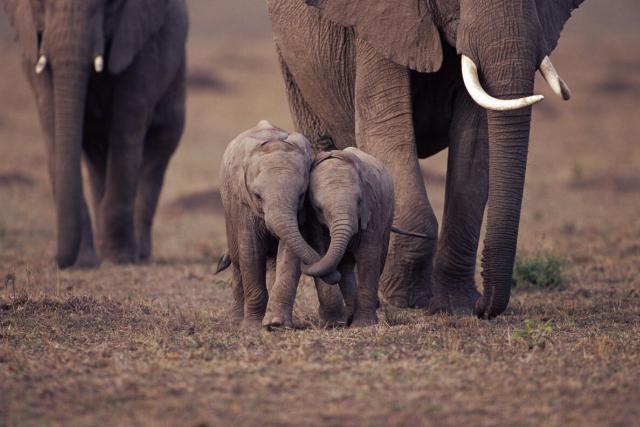 Two baby African elephants with trunks entwined (Loxodonta africana) Masai Mara NR, Kenya.