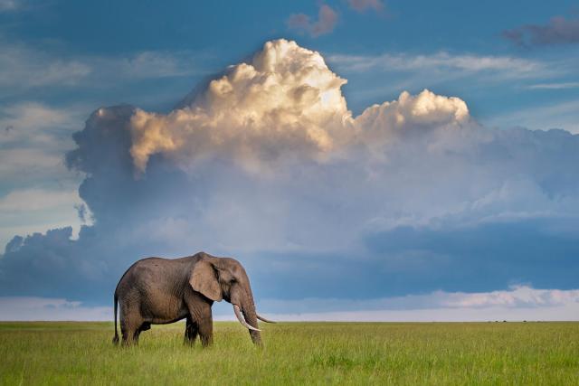 African elephant (Loxodonta africana) bull in savanna under a cumulonimbus cloud, Kenya , Africa.