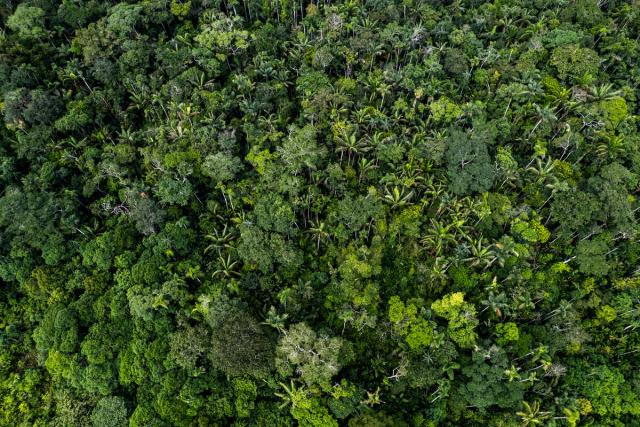 Arial view of the canopy of the Amazon rainforest, near José Ibañez's farm. WWF-Colombia is working with local community members like José to produce non-timber forest products that offer a sustainable income and support natural restoration of degraded areas of the Amazon.