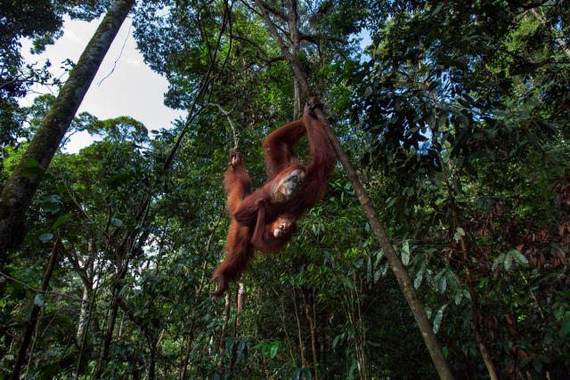 Sumatran orangutan (Pongo abelii) female 'Suma' aged 36 years and female baby 'Sumi' aged 2-3 years swinging through the trees. Gunung Leuser National Park, Sumatra, Indonesia.