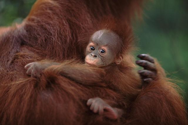 Sumatran Orang utan mother with baby (Pongo abelii) Gunung Leuser NP, Sumatra, Indonesia