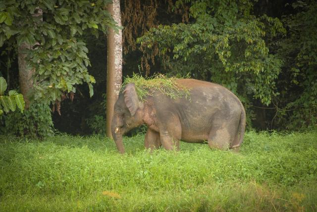 Bornean Elephant population at Sabah, Malaysian Borneo