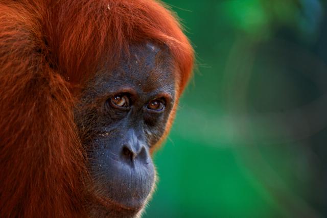Sumatran Orang utan (Pongo abelii) female known as 'Edita', Gunung Leuser NP, Sumatra, Indonesia