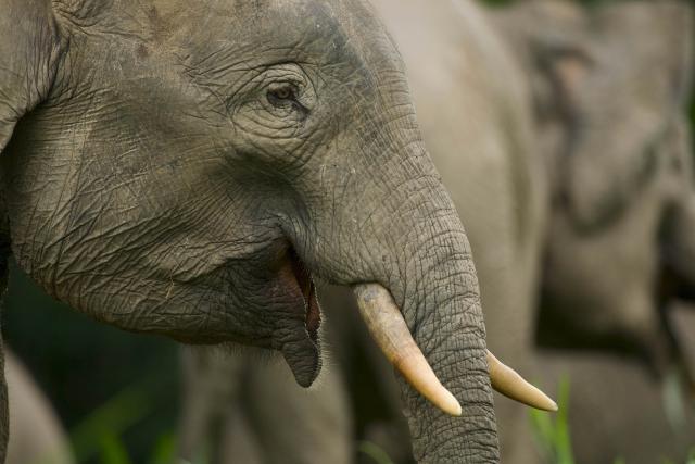 Close up of Bornean elephant (Elephaa maximus borneensis)