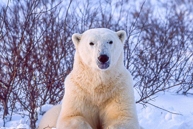 cold encounter with polar bear
