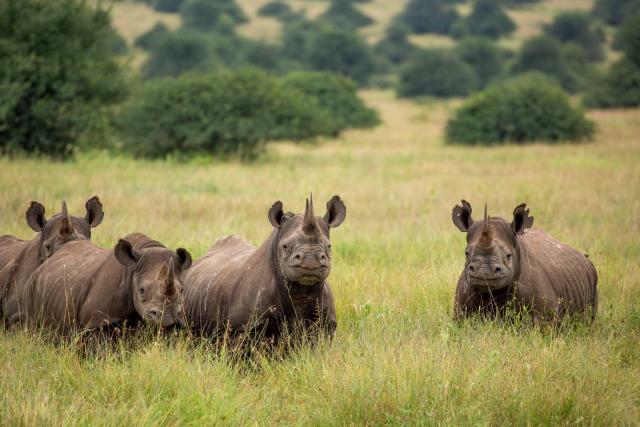 Rhinos in Nairobi National Park