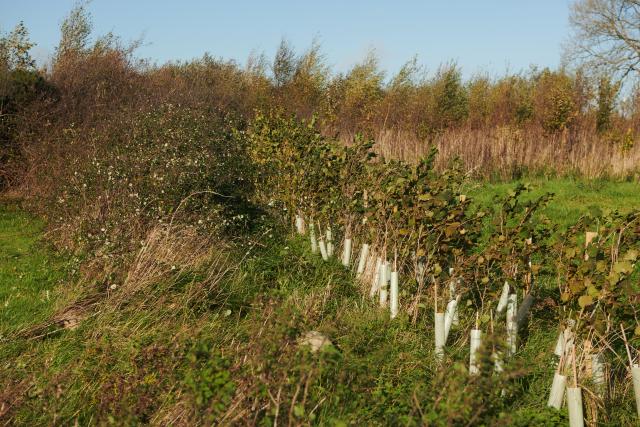 A row of young trees planted in a field. 