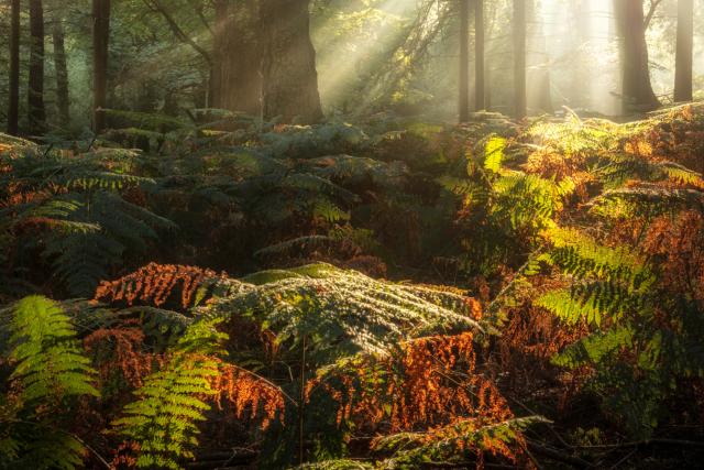 Sun shining through trees in Bolderwood, New Forest National Park, England, UK