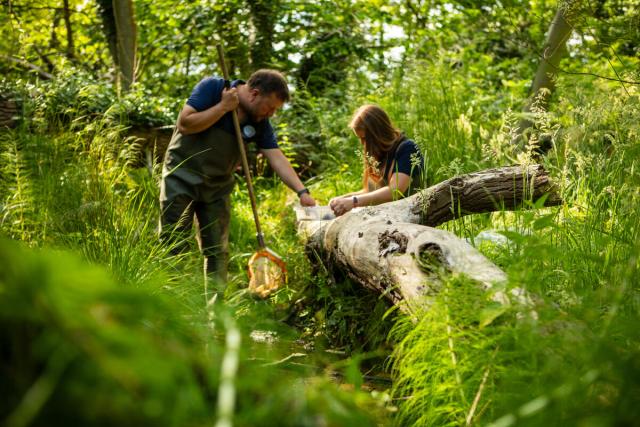 Ursula Juta, Senior Project Officer and Jonah Tosney, Technical Director, from Norfolk Rivers Trust, carry out a kick sample downstream from the beaver enclosure.