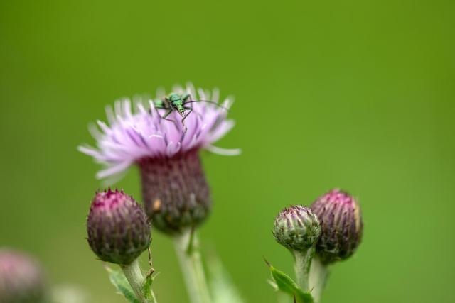 Close up of swollen-thighed beetle (Oedemera nobilis) sitting on thistle inside beaver enclosure. North Norfolk, UK.