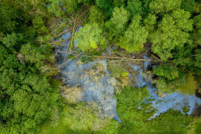 Aerial shot showing beaver pond and felled trees inside beaver enclosure. North Norfolk, UK.