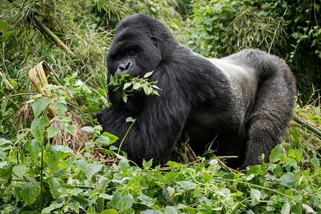 Silverback mountain gorilla in Virunga National Park, Rwanda