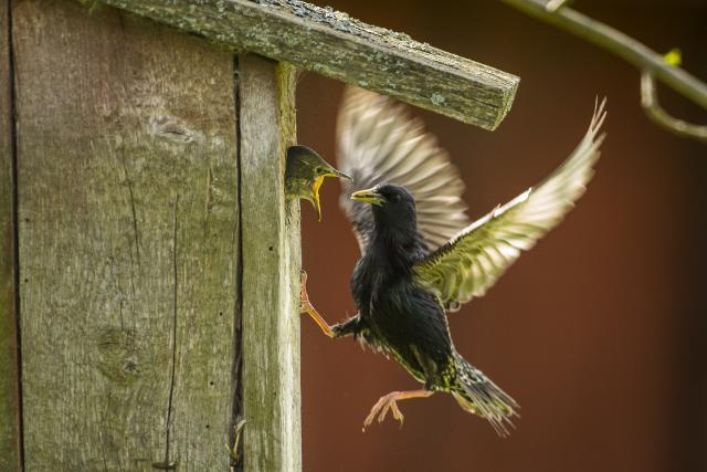 Common starling by a bird house, feeding its chick.
