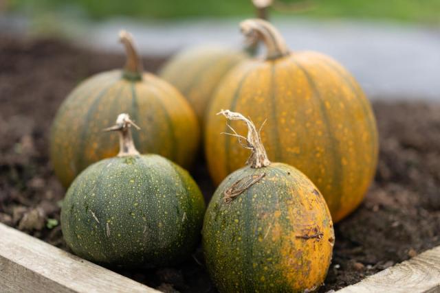 5 orange and green pumpkin of varying size, sitting on top of soil.