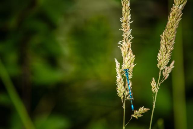 Damselfly resting inside beaver enclosure. River Glaven, North Norfolk, UK.