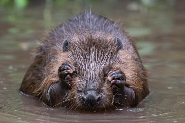 Beaver in water. River Glaven, North Norfolk, UK.
