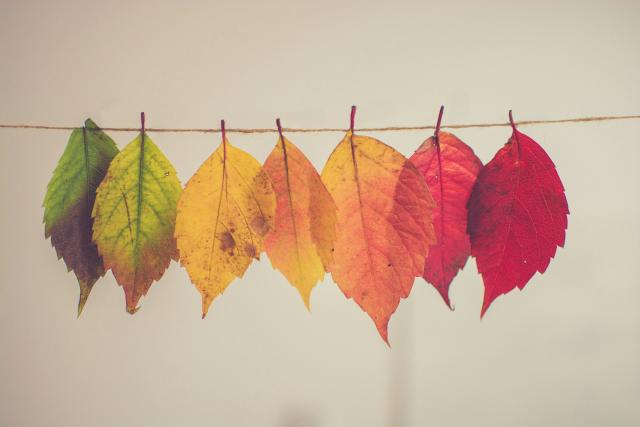 Drying autumnal leaves on a line