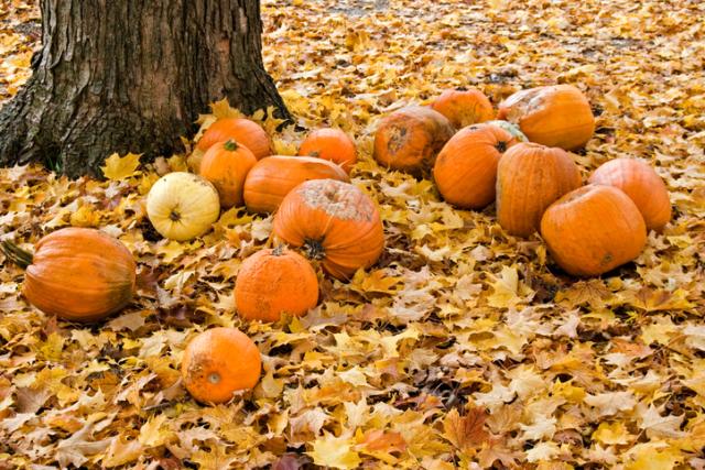 Rotting pumpkins under a maple tree, surrounded by orange autumn leaves