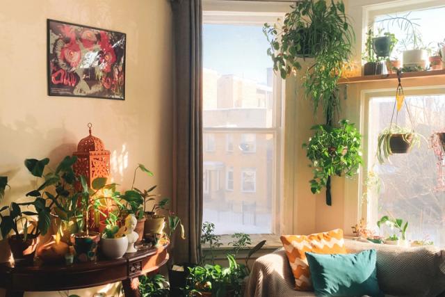 Sitting room with house plant on table and hanging in front of window