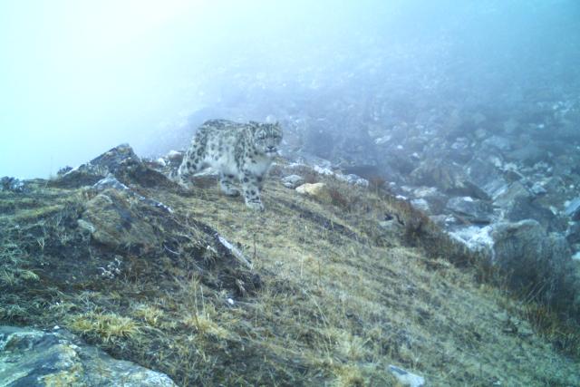 Aesthetic snow leopard in western KCA