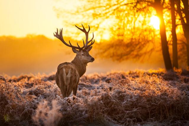 Red deer in morning sun