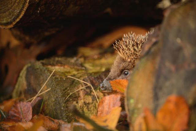 Adult European hedgehog foraging in suitable places to hibernate at dusk