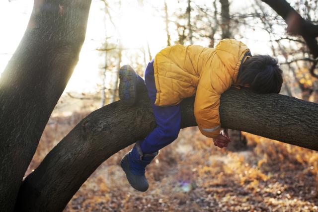 young child hugs tree branch