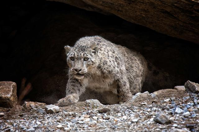 Snow Leopard, Nepal
