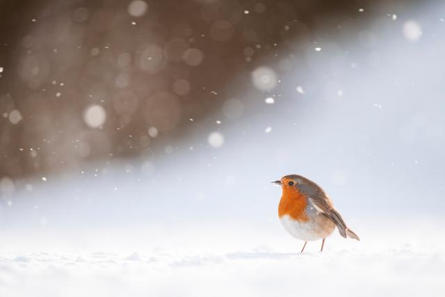 Portrait of an adult robin (Erithacus rubecula) foraging among wind blown snow, Derbyshire, UK