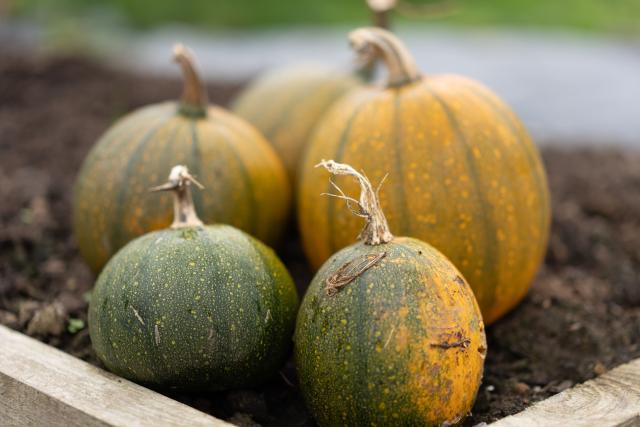 four pumpkins in soil