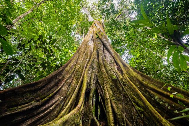 Ground up to canopy view of tree in forested area of Senor Zapata's farm, municipality of Calamar, Guaviare Department, Colombia.