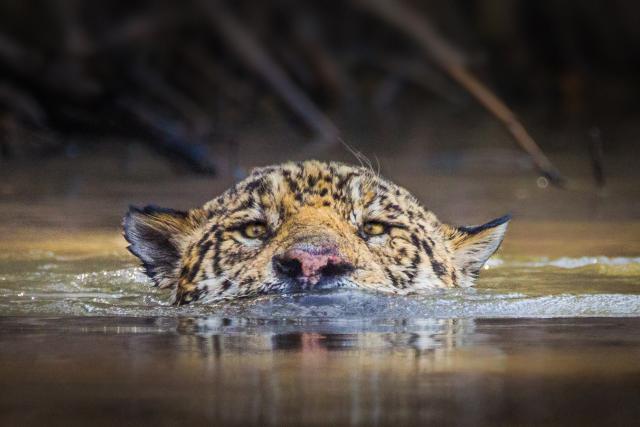 A jaguar emerges from a river in Latin America
