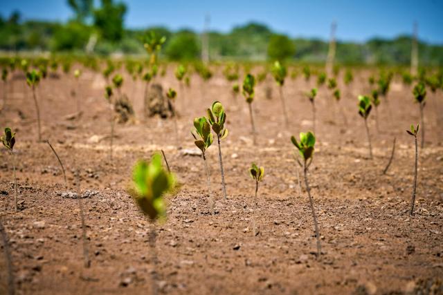 Planting mangrove in Madagascar