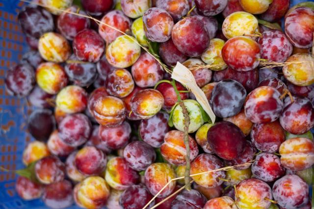 Large box of loose plums 