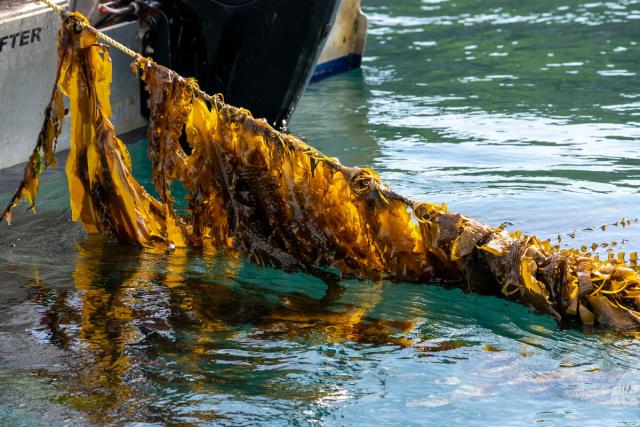 Seaweed is pulled from the water at Câr-Y-Môr seaweed farm in St Davids, Pembrokeshire, Wales.