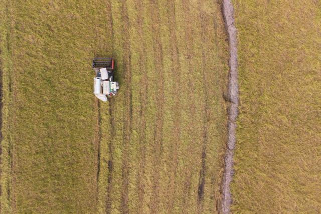 Tractor harvesting rice in Vietnam 