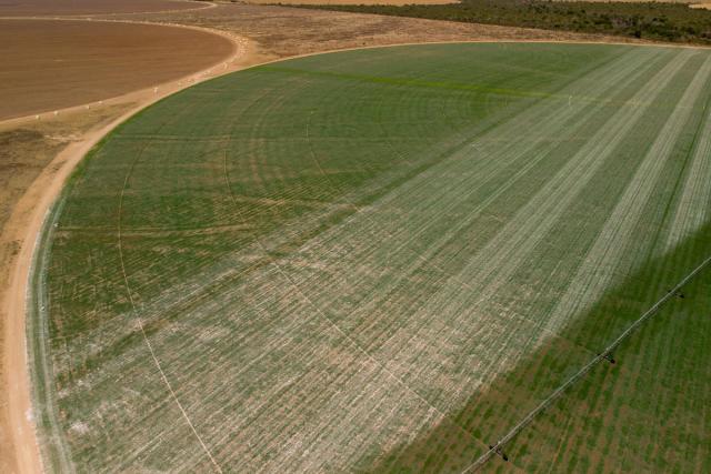 Image of soy crop - large-scale soy cultivation in Cerrado, Brazil
