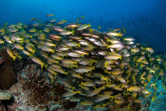 Underwater view of coral reefs at Semporna Sea
