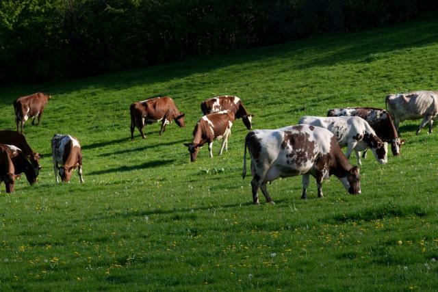 Strickley Farm in Kendal, South Cumbria, England practices regenerative dairy farming, where the cattle are fed on a pasture-based diet, soil health is promoted and habitats on the farms are enhanced and protected
